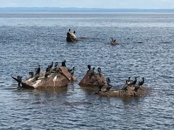 Various waterfowl off the Bay of Chaleur