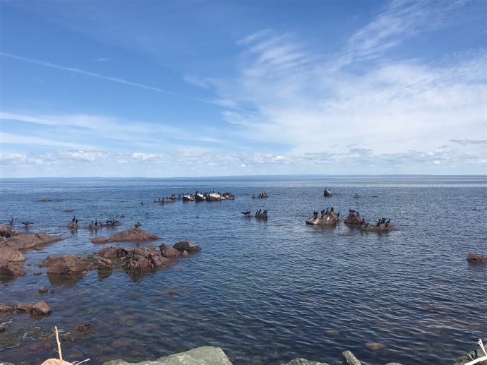 Various waterfowl on the Bay of Chaleur.