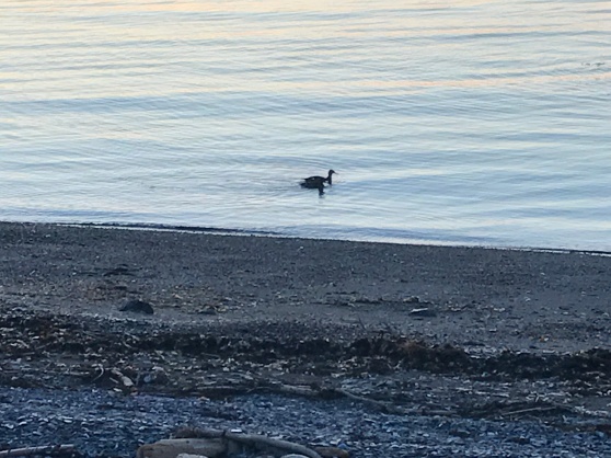 Waterfowl glides along the Bay of Chaleur no matter how calm or rough the water are.