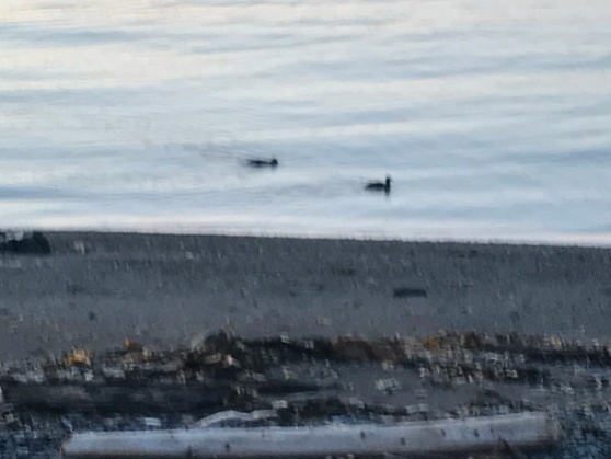 Ducks dip and dive for hidden fodder of the Bay of Chaleur
