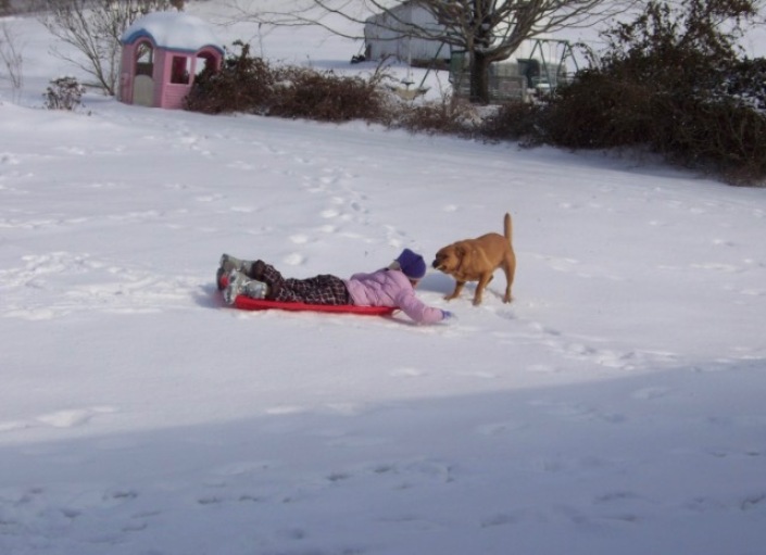 Rusty attempts to pull Maddie in a sled. It was a funny moment!
