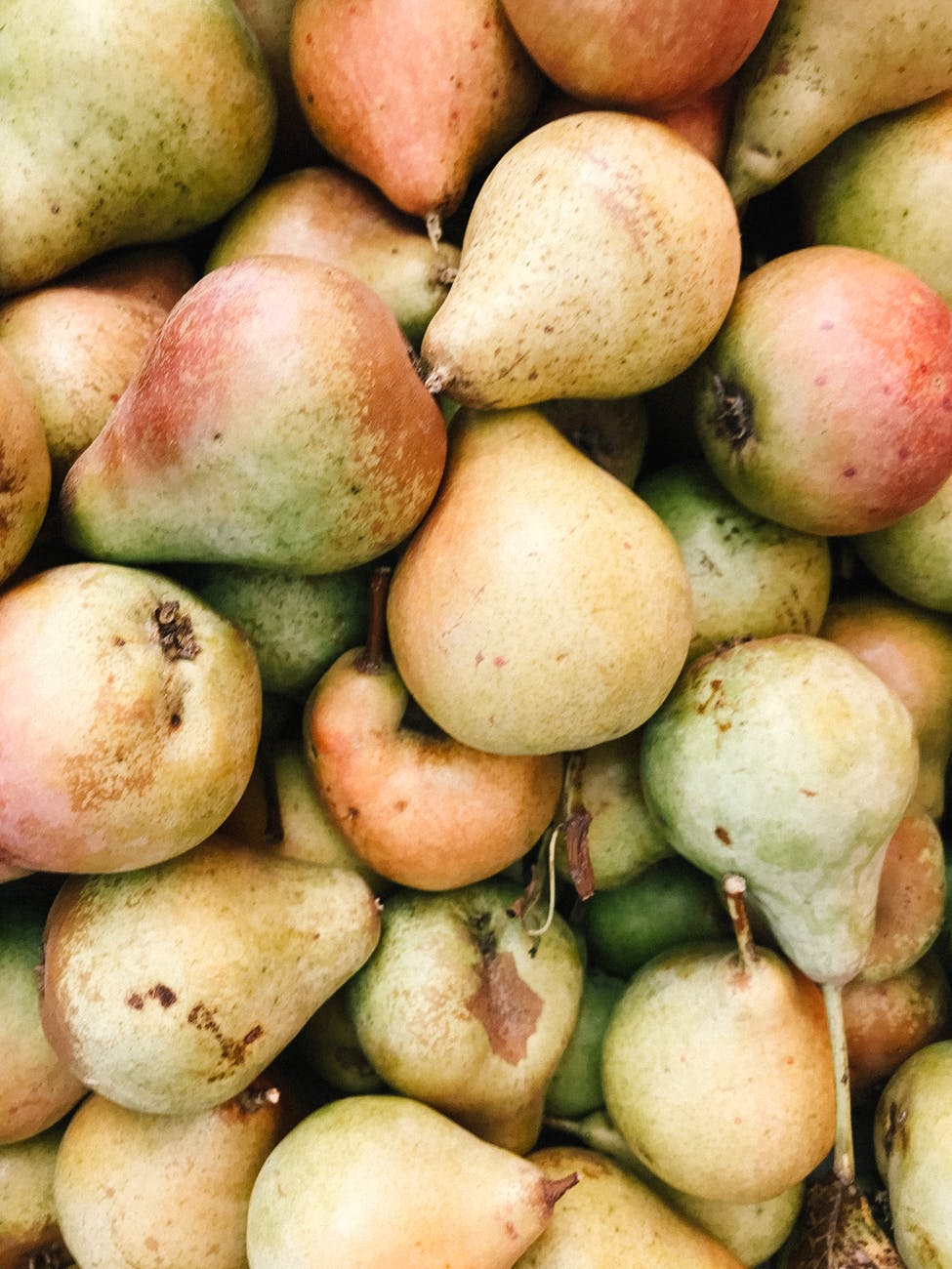 close up photo of bunch of pears